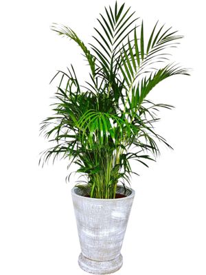 Edden Pot Large Whitewash Finish - H480mm x W420mm - 15kg