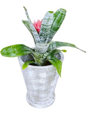Edden Pot Medium Whitewash Finish - H360mm x W320mm - 9kg