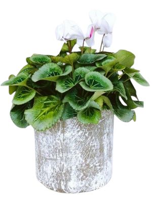 Cylinder Pot Small Whitewash Finish - H200mm x W200mm - 3kg