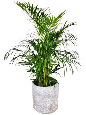 Cylinder Pot Large Whitewash - H350mm x W370mm - 12kg