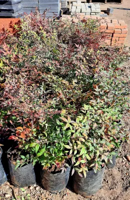 Nandina Domestica "Heavenly Bamboo" 20Liter