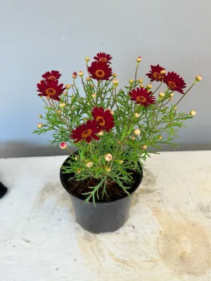 Argyranthemum Frutescens "Madeira Daisy Red" 15cm