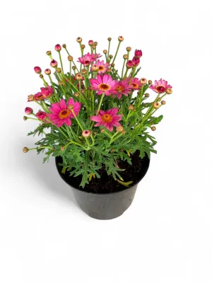 Argyranthemum Frutescens  "Pink Madeira Daisy" 15cmPot