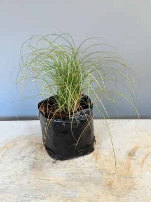 Carex Comans "Frosted Curls" 4Liter