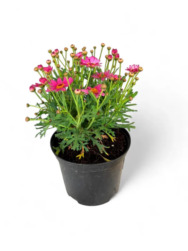 Argyranthemum Madeira &quot;Pink&quot; 15cm