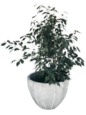 Godiva Pot Medium Whitewash Finish - H320mm x W430mm - 10kg