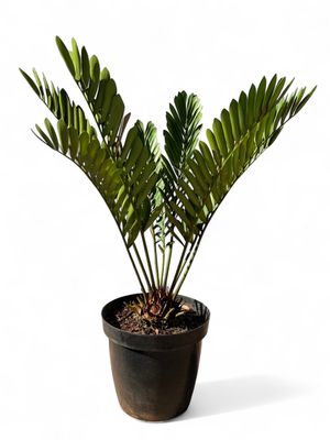 Zamia 35cm Pot