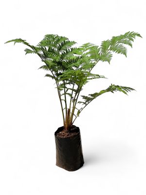 Cyathea Brownii Tree Fern 20 liter