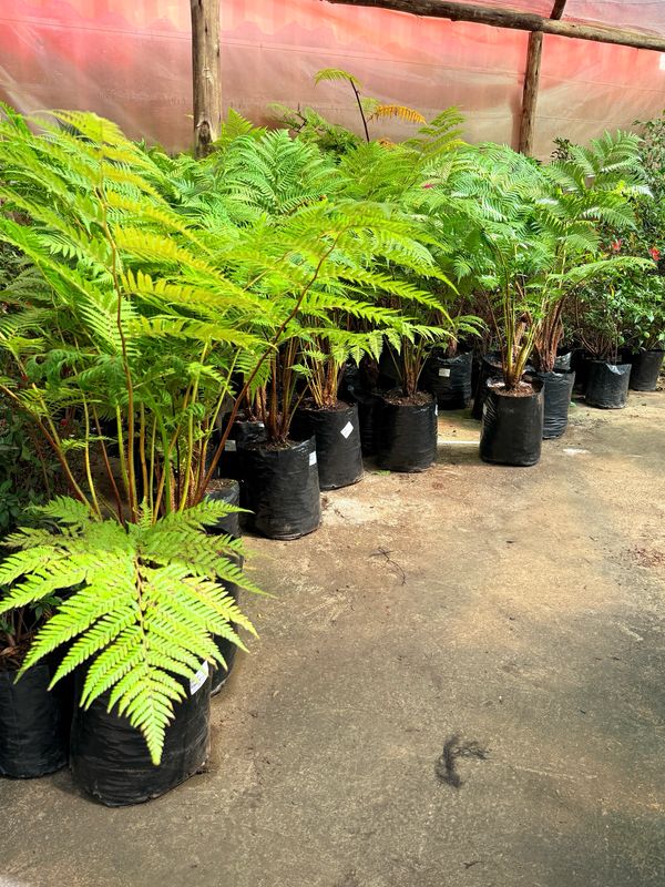 Cyathea Brownii "Norfolk Tree Fern" 20Liter