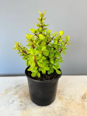 Portulacaria Afra "Spekboom" 15cmPot