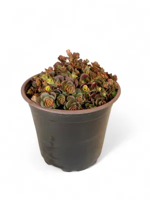 Sedum Tectractinum &quot;Coral Reef&quot;15cm