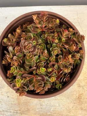 Sedum Tectractinum "Coral Reef Stonecrop" 15cmPot
