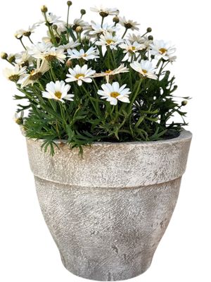 Lollipop Planter Small Whitewash Finish - H220mm x W230mm - 5kg