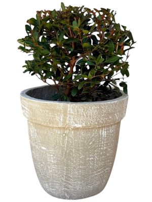 Lollipop Planter Medium Whitewash Finish - H300mm x W300mm - 9kg