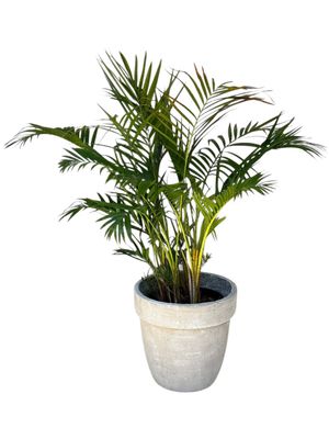 Lollipop Planter Large Whitewash Finish - H350mm x W390mm - 14kg