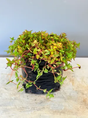 Crassula Pellucida "Variegated Calico Kitten" 1Liter
