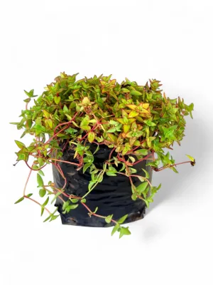 Crassula Pellucida &quot;Variegated&quot;