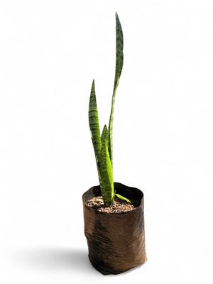 Sansevieria trifasciata (Green Snakeplant) 10 Liter