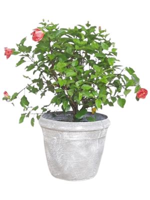 Elvin Pot Large Whitewash Finish - H380mm x W450mm - 22Kg