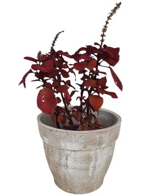 Venus Planter Large - H320mm x W370mm - 10kg