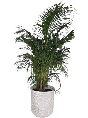 Tahiti Planter Large - H450mm x W450mm - 19kg