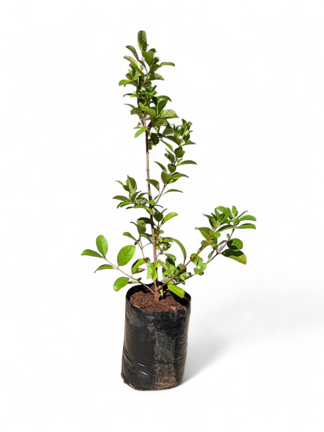 Viburnum Bush 20 Liter