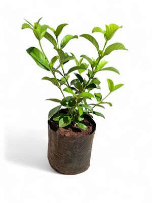 Viburnum Odoratissimum 10 liter