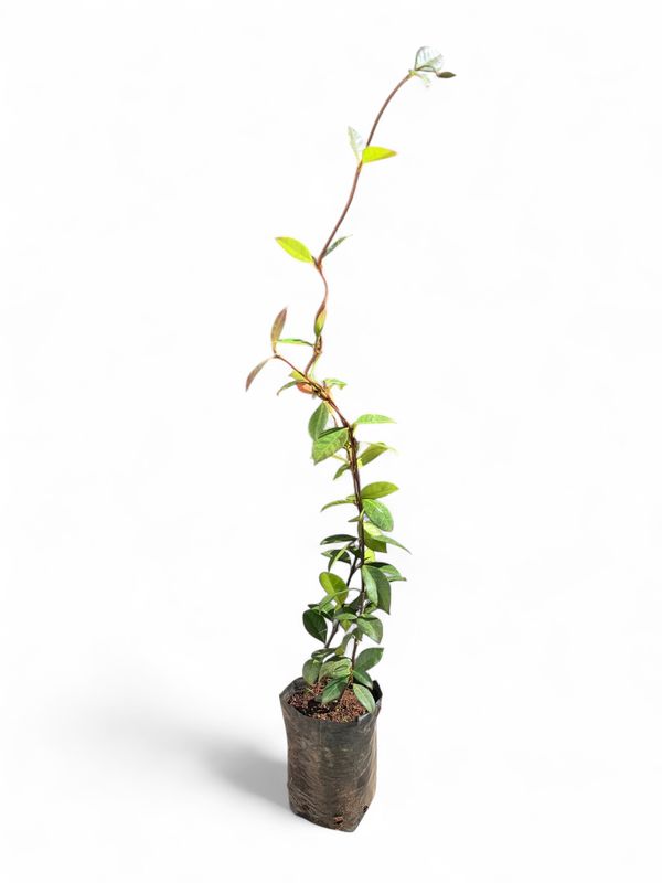 Trachelospermum Jasminoides &quot;Star Jasmine&quot; 1Liter