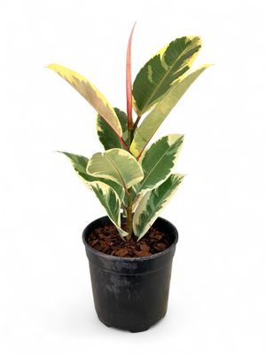 Ficus Elastica &quot;Variegated&quot; 19cm