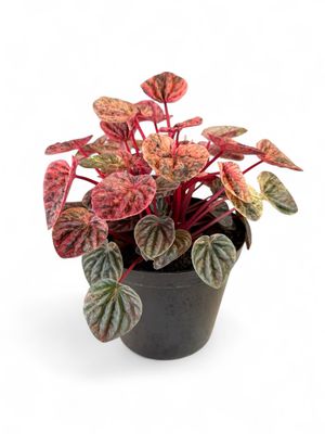 Peperomia Caperata &quot;Variegated&quot; 14cm