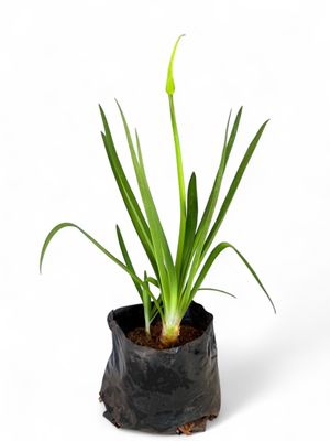 Agapanthus Medium &quot;White&quot; 2L