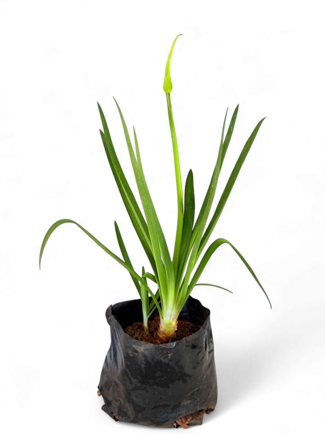 Agapanthus Medium &quot;White&quot; 2L
