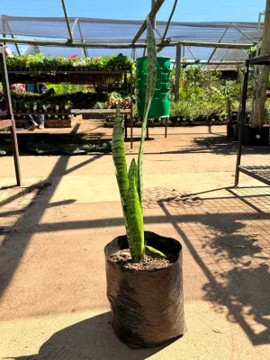 Sansevieria trifasciata "Green Snakeplant" 10Liter