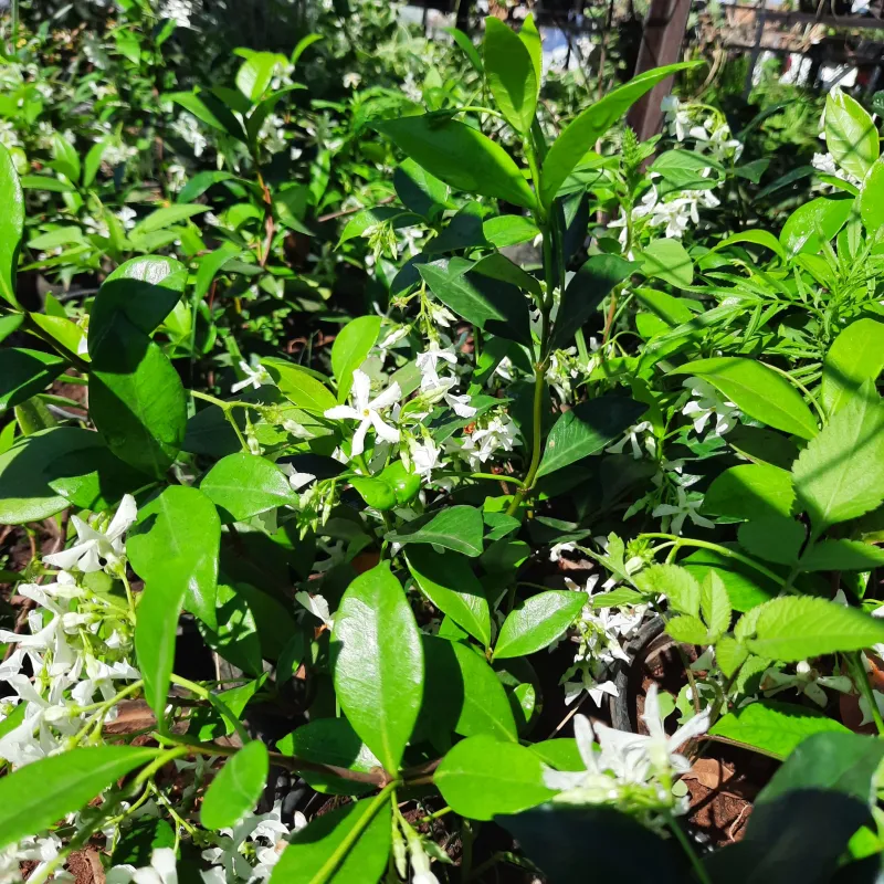 Trachelospermum Jasminoides "Star Jasmine" 1Liter