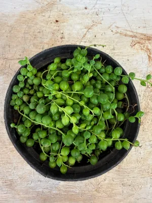 Senecio Rowleyanus "String Of Pearls" 12cmPot