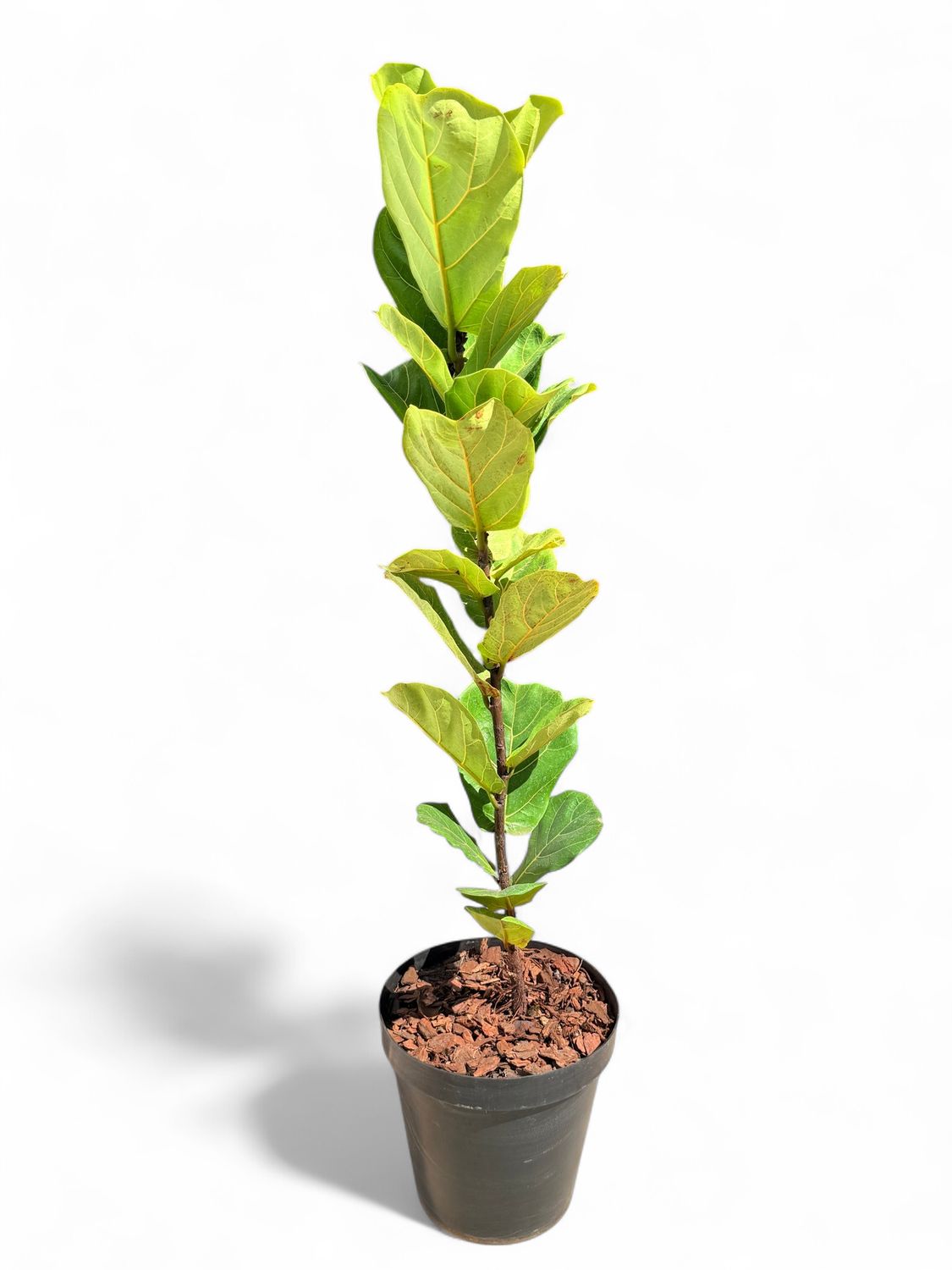 Ficus Lyrata &quot;Fiddle Leaf&quot; 30cm Pot