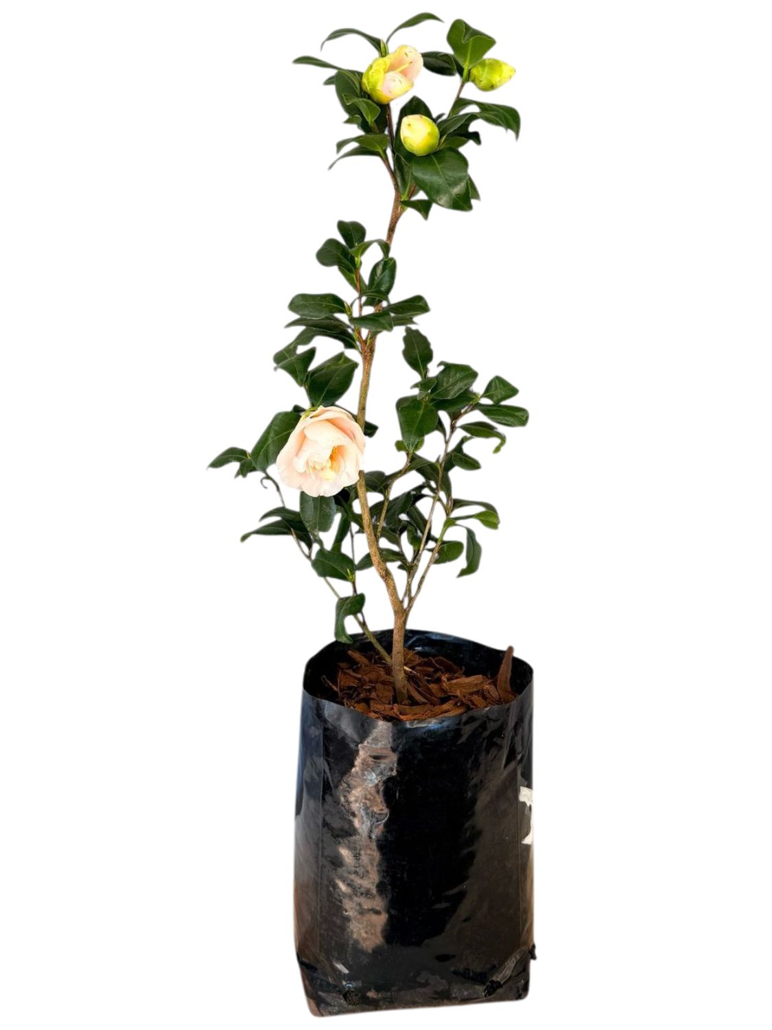 Camellia Japonica Single Pink 10L