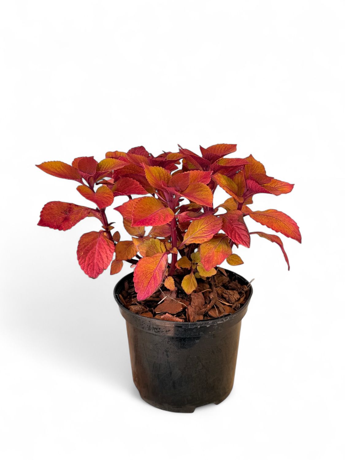 Coleus &quot;Camp Fire&quot;  17cm