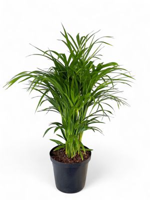 Bamboo Palm 25cm Pot
