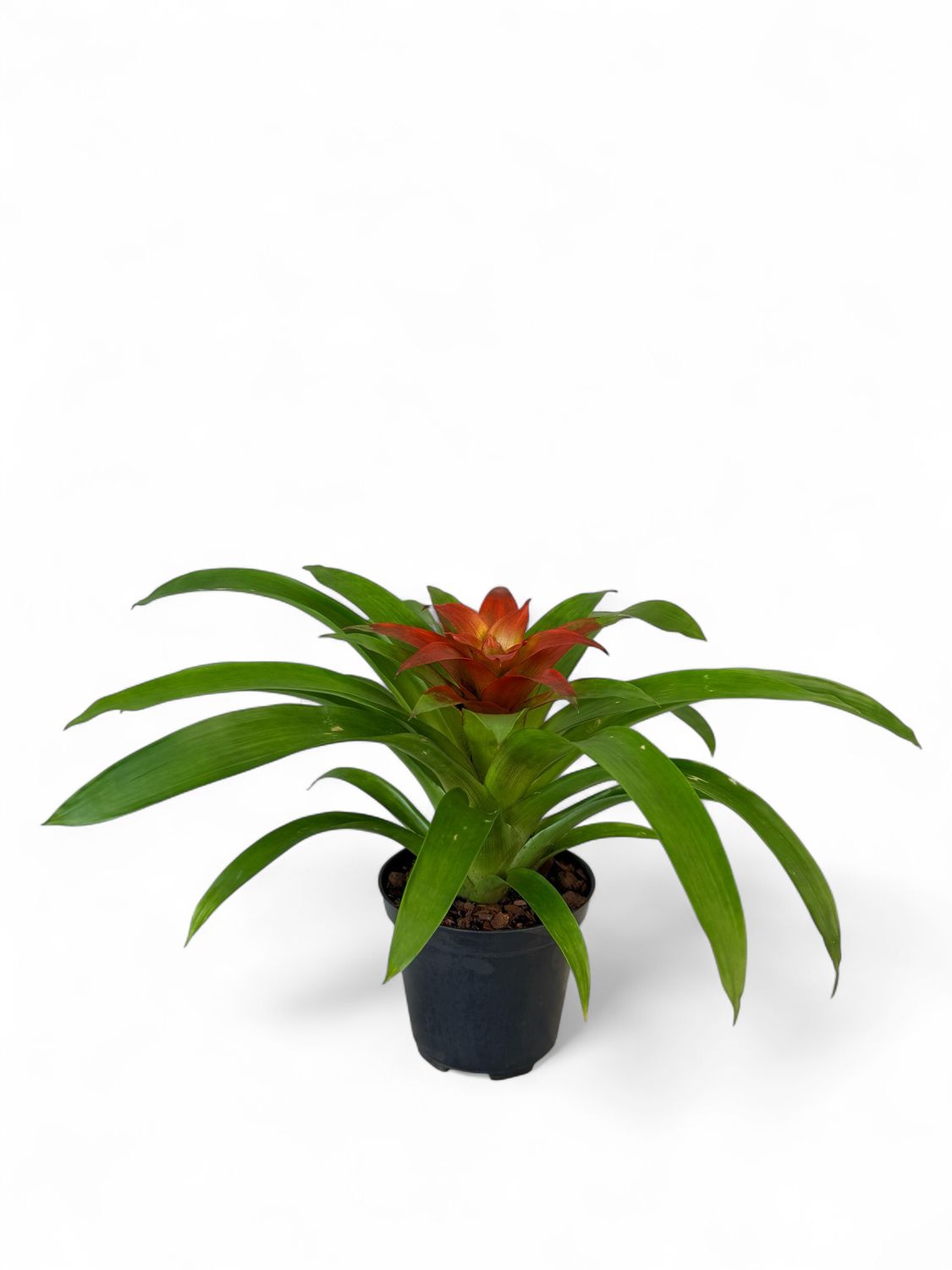 Guzmania &quot;Mixed&quot; 14cm