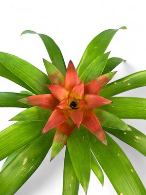 Guzmania Bromelaid  "Scarlet Star" Mixed Colours  14cmPot