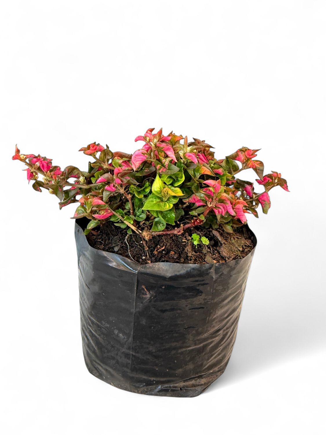 Alternanthera Ficoidea &quot;Joseph&#39;s Coat&quot; 3Liter