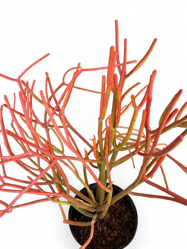 Euphorbia Tirucalli Firesticks "Pencil Cactus" 4Liter