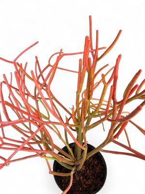 Euphorbia Tirucalli Firesticks "Pencil Cactus" 4Liter