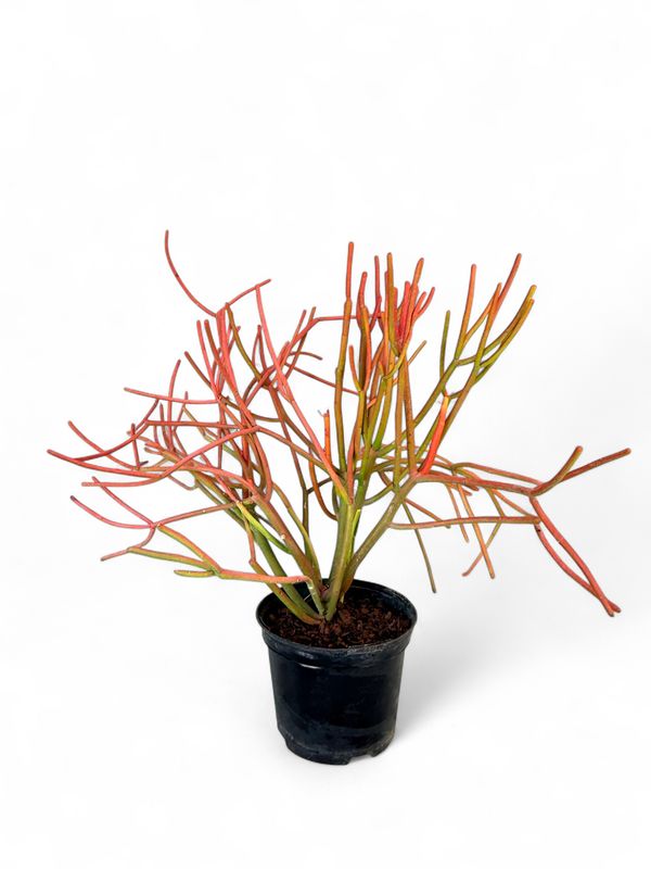 Euphorbia Tirucalli &#39;Firesticks&#39; 4 Liter