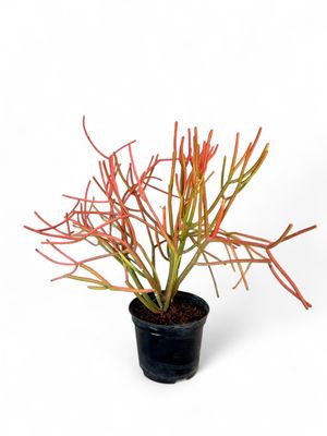 Euphorbia Tirucalli &#39;Firesticks&#39; 4 Liter