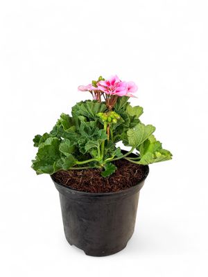 Geranium Pelargonium Calliope &quot;Rose Splash&quot; 17cm