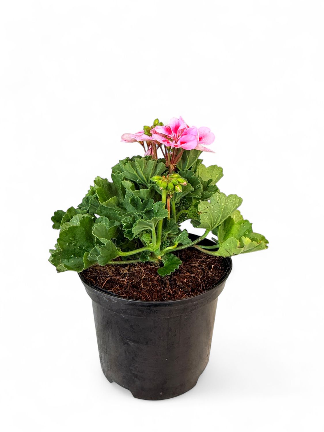Geranium Pelargonium Calliope &quot;Rose Splash&quot; 17cm