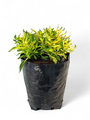 Alternanthera Green Gold 3 Liter