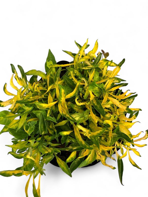 Alternanthera "Green Gold" 3 Liter
